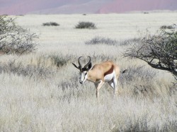 Antelopes